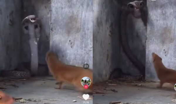 Video Pertarungan Ular Cobra vs Garangan, Bikin Deg-Degan