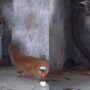 Ular kobra vs garangan