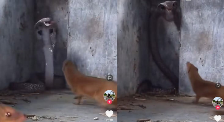 Ular kobra vs garangan