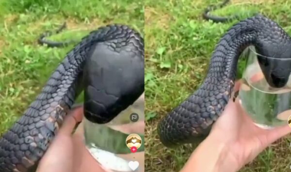 Wanita Ini Berani Banget Kasih Minum Ular Pakai Tangan, Gak Takut Digigit