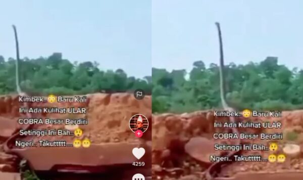 Video Ular Cobra Berdiri Tegak, Tingginya Bak Tiang Listrik