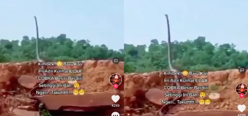 Ular kobra berdiri