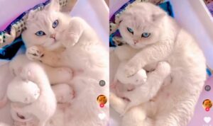 Video Kucing Menyusui Anaknya Ini Bikin Gemas, Lucu Abis