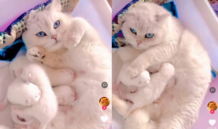 Kucing menyusui