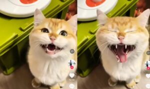Suara Kucing Ini Unik Banget, Bikin Ngakak