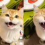Suara kucing lucu