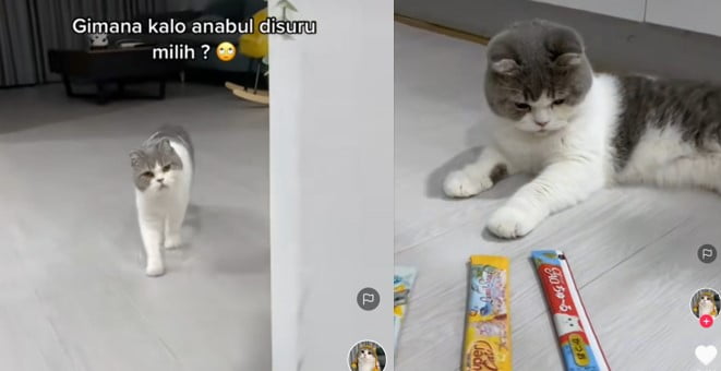 Kucing memilih makanan
