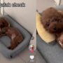 Anjing tidur