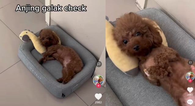 Anjing tidur
