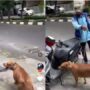 Anjing jalan-jalan
