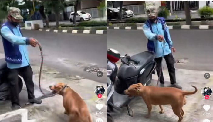 Anjing jalan-jalan