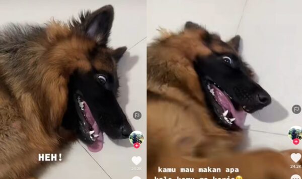 Video Anjing Kena Marah Karena Malas, Lirikannya Bikin Kasihan