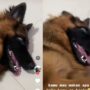 Anjing malas