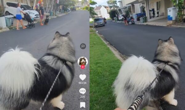 Anjing Ini Galak Banget Saat Lihat Anjing Lain di Depannya, Bak Preman Komplek