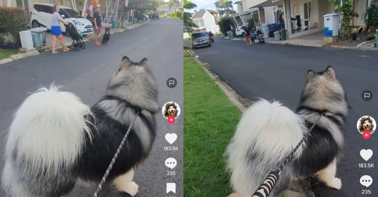 Anjing marah