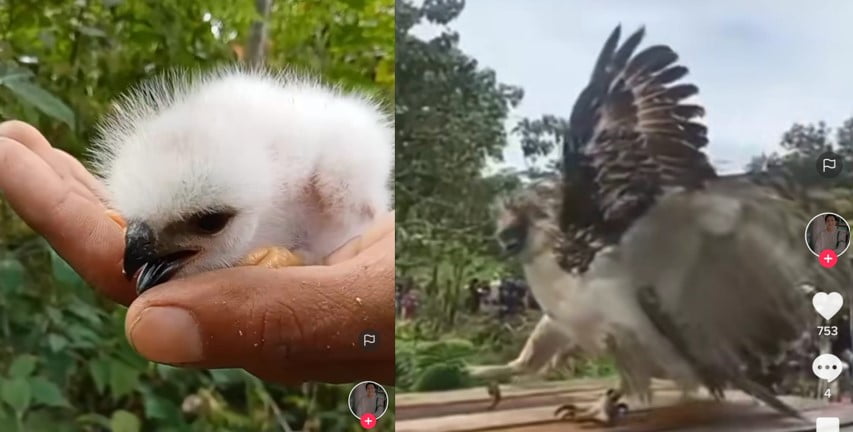 Pelihara burung elang