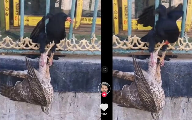 Burung elang vs gagak