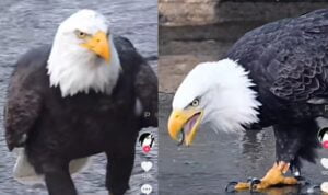 Video Burung Elang Berjalan Berburu Ikan, Gagah Banget
