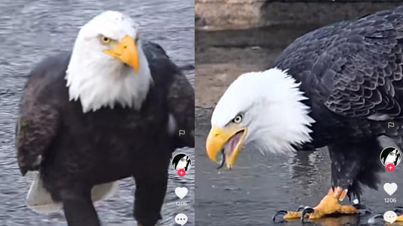 Burung elang berjalan