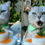 Kucing masak