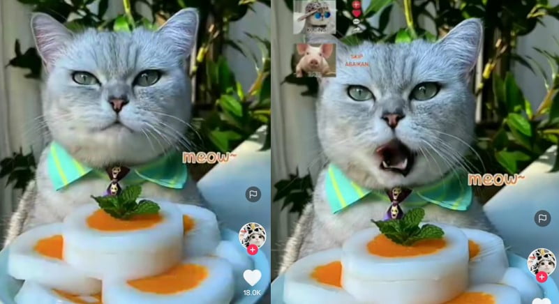 Kucing masak