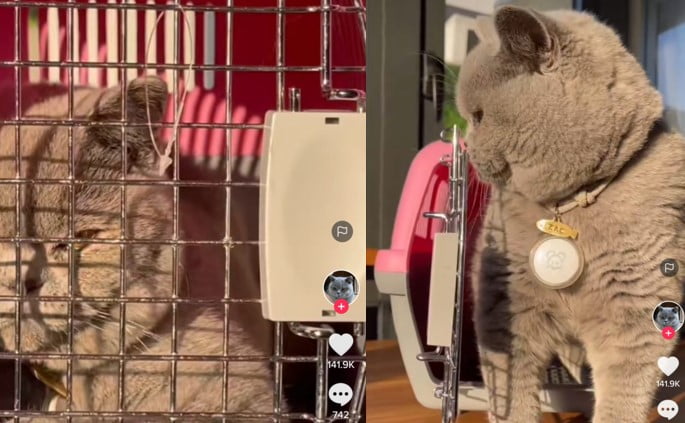 Kucing pintar