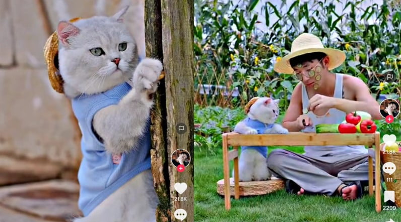 Kucing bermain