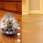 Kucing berkaki pendek
