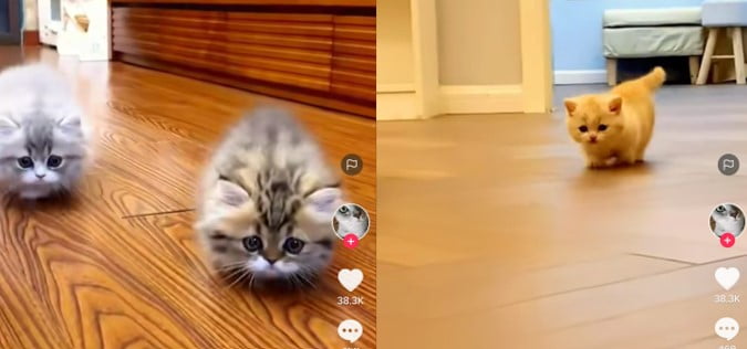 Kucing berkaki pendek