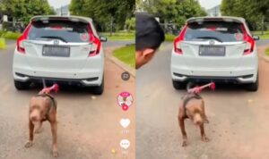 Anjing Ini Kuat Banget Bisa Tarik Mobil Sendirian, Bikin Kagum