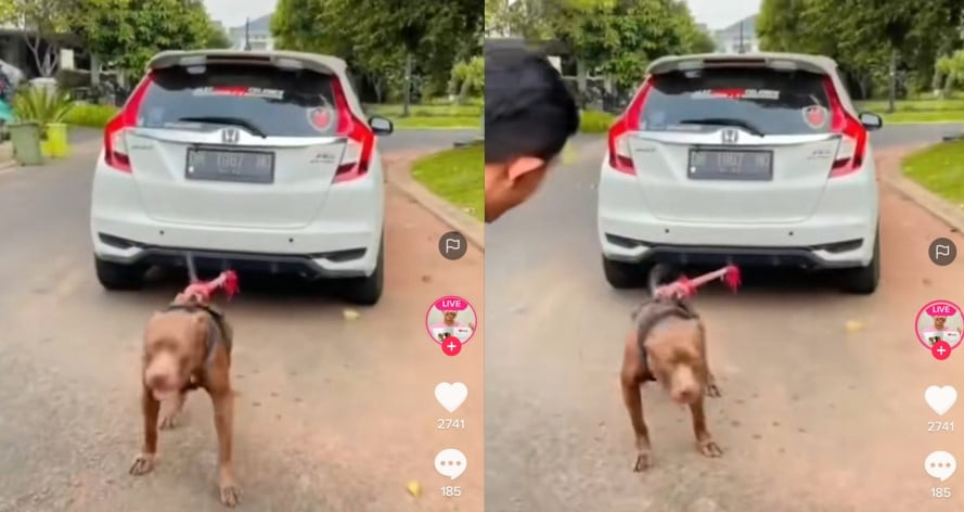 Anjing kuat