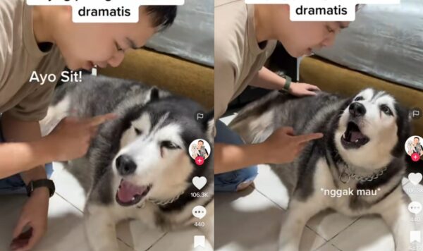 Video Anjing Berdebat Hebat Dengan Pemiliknya, Masalahnya Sepele