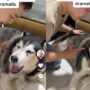 Anjing pintar