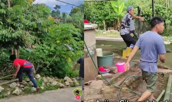Video Detik-Detik Penangkapan Anjing Gila, Sudah Banyak Korban