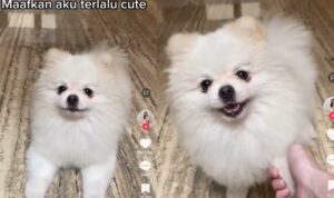 Ekspresi Anjing Ini Lucu Banget Saat Minta Maaf, Bikin Gemas