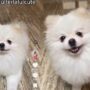 Anjing lucu