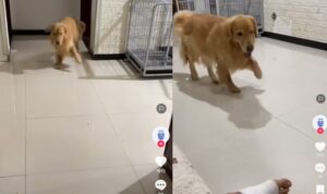Anjing Ini Mengejek Pemiliknya yang Sakit Kaki, Bikin Ngakak