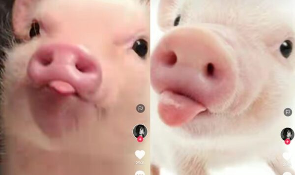 Video Anak Babi Ini Lucu Banget, Bikin Gemas