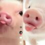Babi lucu