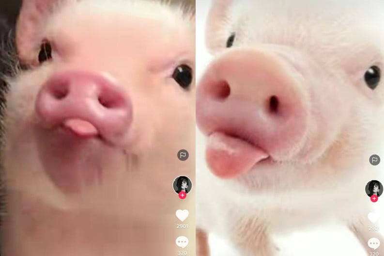 Babi lucu