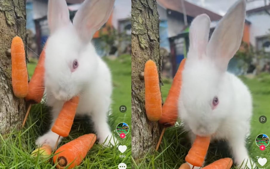 Kelinci lucu