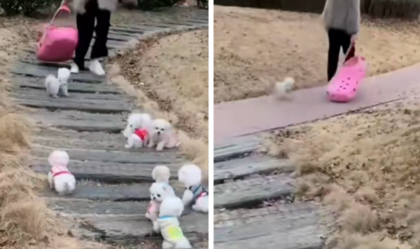 Video Anjing Lucu Saat Tidak Diajak Pulang Oleh Pemiliknya, Kasihan Banget