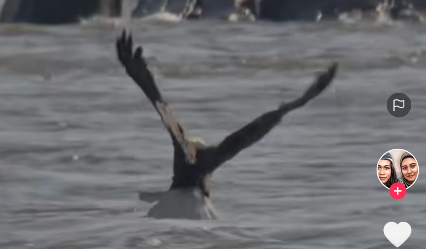 Burung Elang Mancing