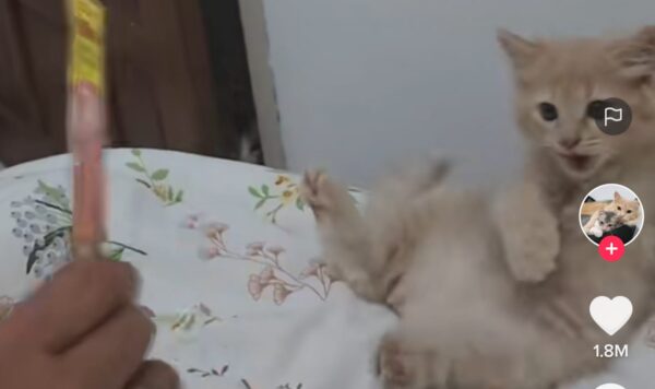 Keenakan Makan, Kucing Ini Sampai Jatuh Kebalik