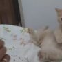 Kucing Jatuh
