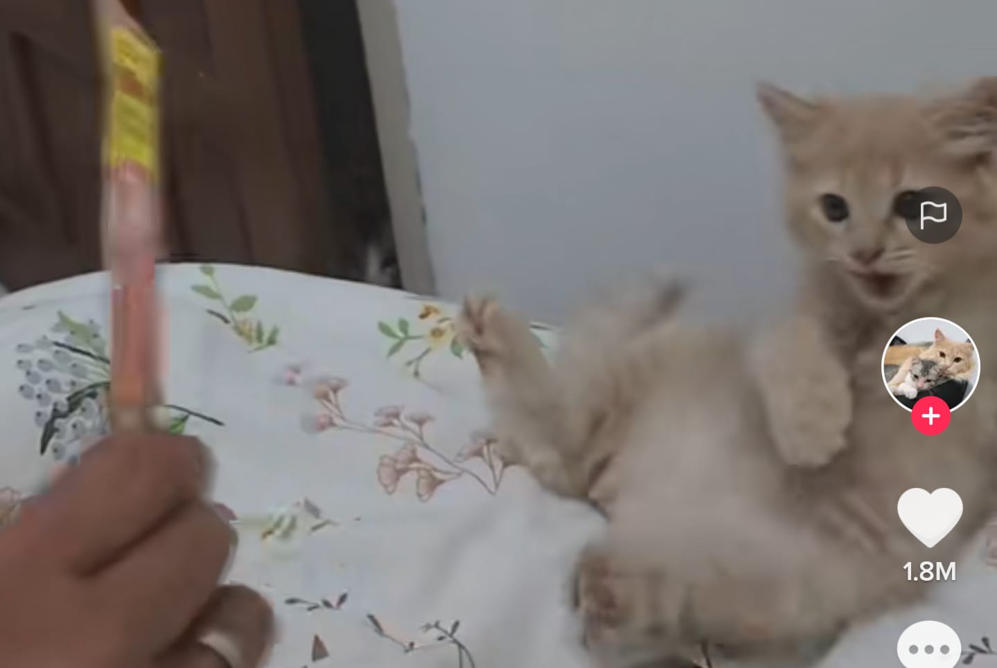 Kucing Jatuh