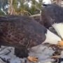 Burung Elang Romantis