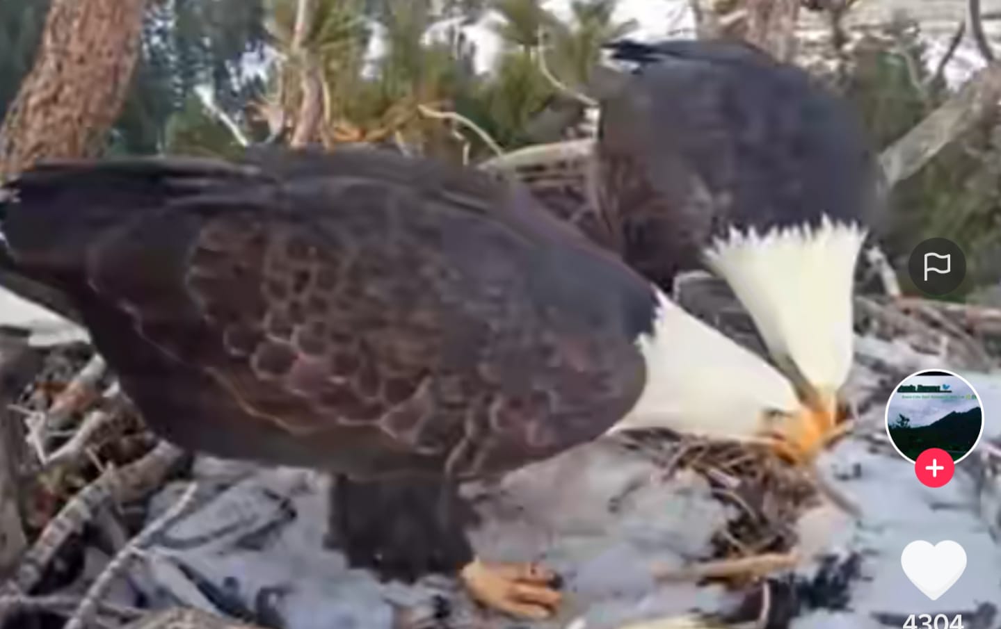 Burung Elang Romantis