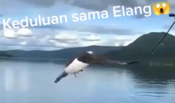 Kocak, Pemancing Ini Kalah Cepat Menangkap Ikan dari Burung Elang