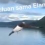 Burung Elang Mancing